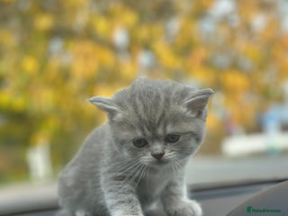 British Shorthair cats British Shorthair kittens - Advert 13