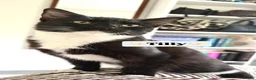 Domestic Shorthair cats for adoption: Three is the magic number in London - Advert 3