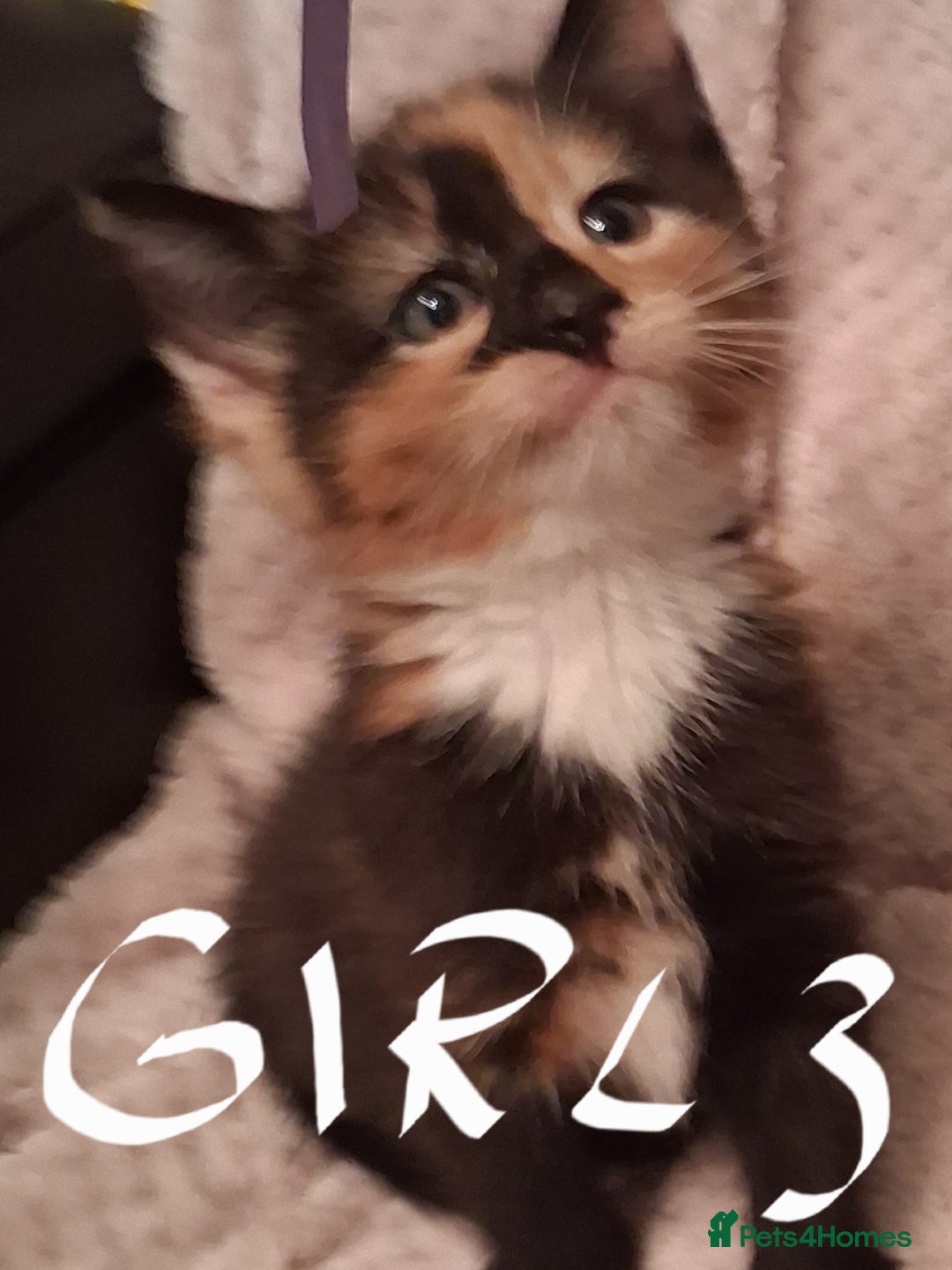 Maine Coon cats for sale: Beautiful Maine Coon kittens  - Advert 23