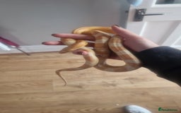 Corn Snake reptiles for sale: Yellow butter corn snake and Viv set up  - Image 2