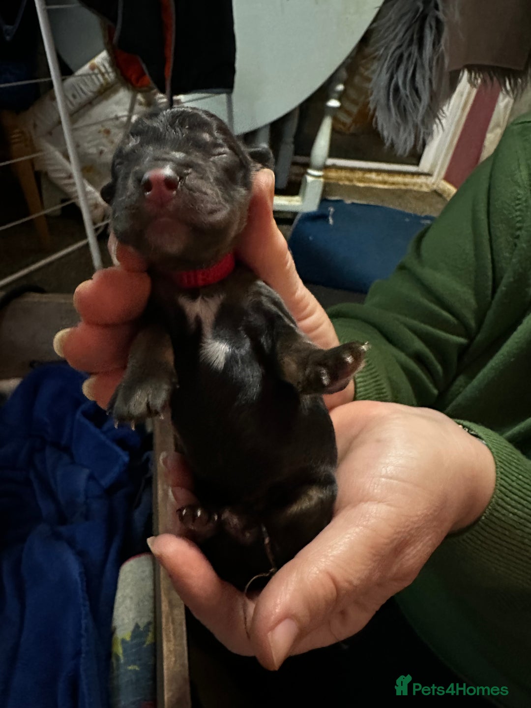 Cocker Spaniel dogs for sale: 🐾 Adorable Cocker Spaniel Puppies - Ready Soon!🐾 - Advert 11