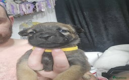 Mixed Breed dogs for sale: Belgian Malinois X Shar-pei puppies  - Image 30