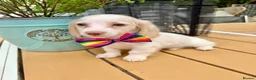 Miniature Dachshund dogs for sale: Piebald & Cream Longhairs  - Advert 6