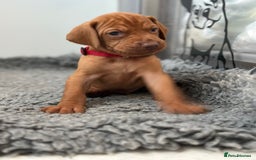Hungarian Vizsla dogs for sale: Amazing Hungarian vizsla puppies - Image 24