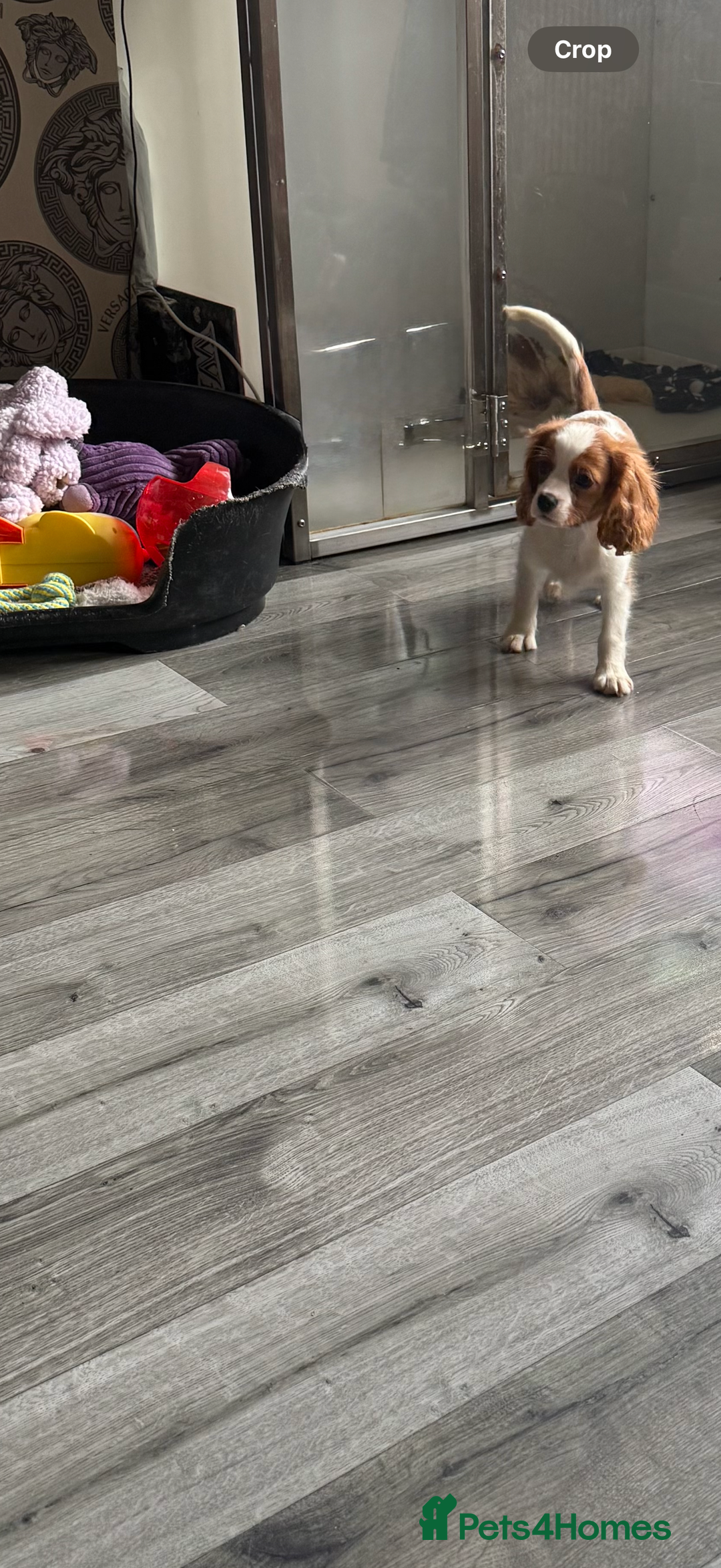 Cavalier King Charles Spaniel dogs for sale: Kennel club reg dna cavalier pups fully vaccine  - Image 25
