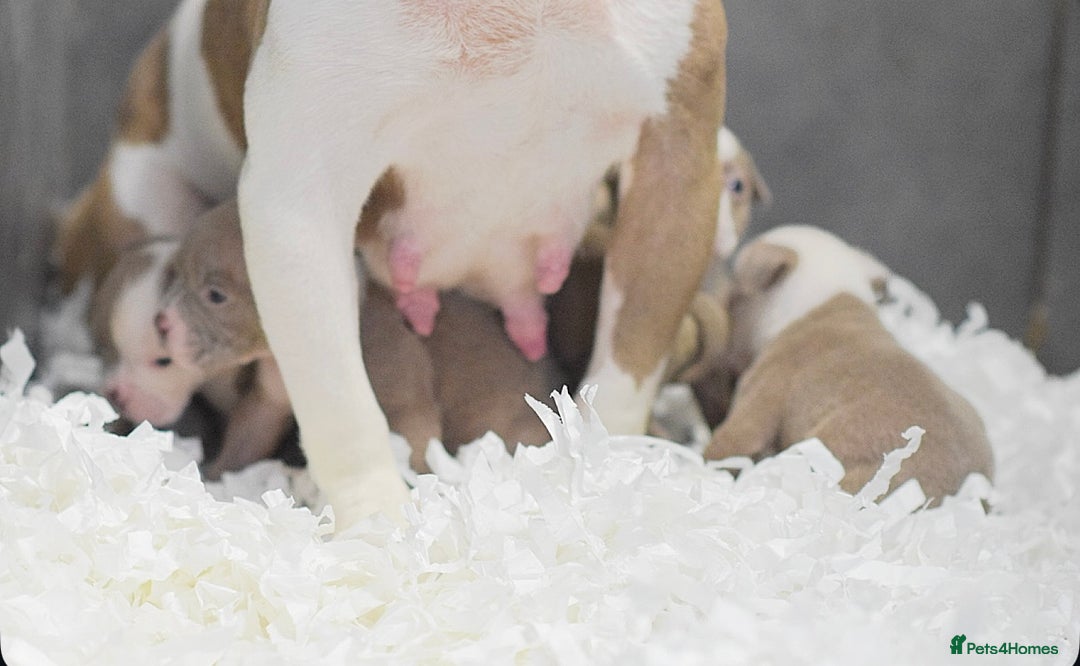 Olde English Bulldogge dogs for sale: 5⭐️COUNCIL APPROVED,LICENSED, 23 YEARS EXPERIENCE. - Advert 10