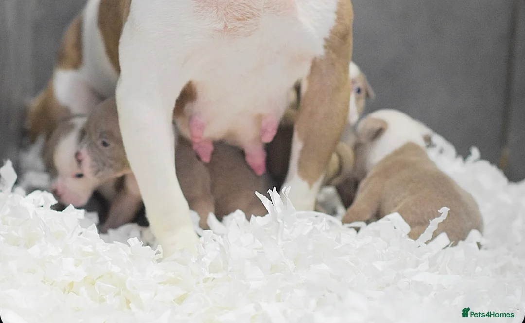 Olde English Bulldogge dogs for sale: 5⭐️COUNCIL APPROVED,LICENSED, 23 YEARS EXPERIENCE. - Advert 3