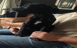Mixed Breed dogs for sale: Labrador x Cane Corso Pups in Stockton-on-Tees - Image 2