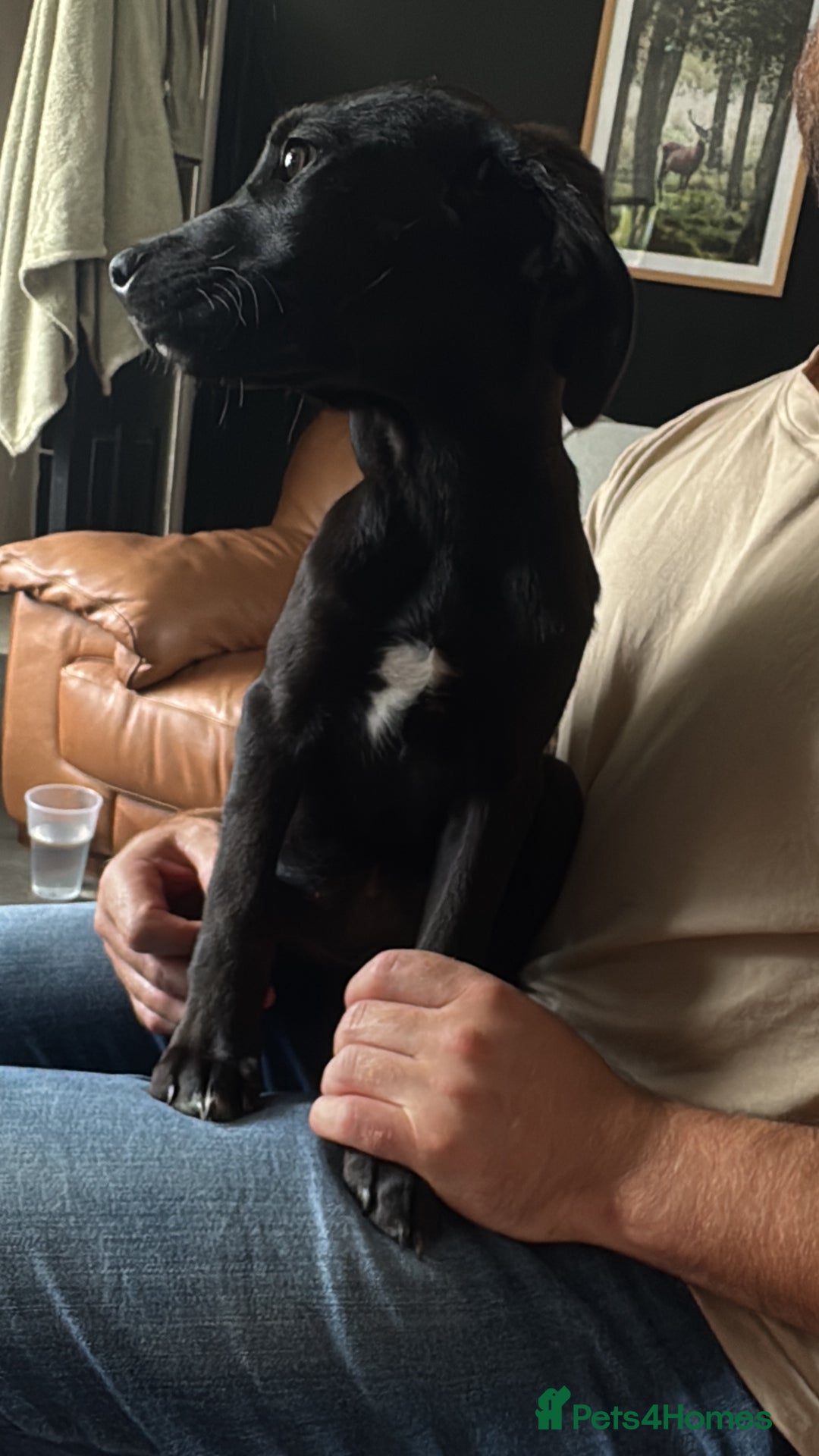 Mixed Breed dogs for sale: Labrador x Cane Corso Pups in Stockton-on-Tees - Image 2