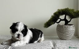 Shih Tzu dogs for sale: ♥️ Adorable Shih Tzu Puppies FoR sALe ♥️ - Image 7