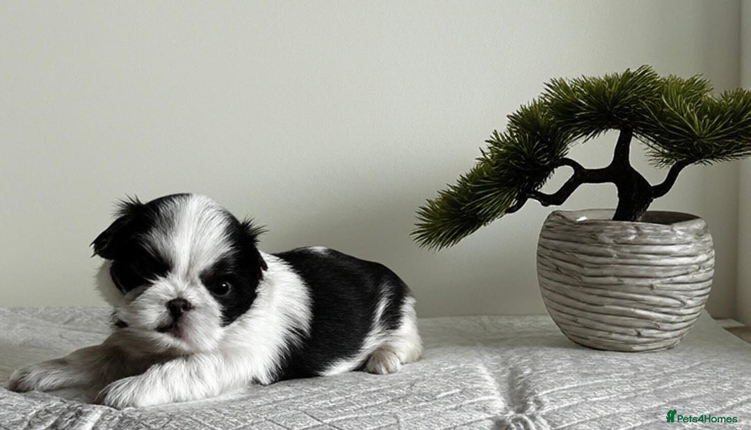 Shih Tzu dogs for sale: ♥️ Adorable Shih Tzu Puppies FoR sALe ♥️ - Image 7