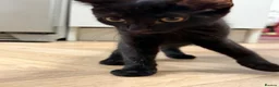 Mixed Breed cats for sale: Friendly Female Kittens Looking for forever homes in Tetbury - Advert 11