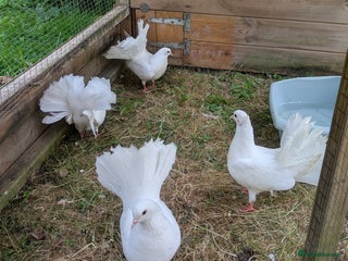 Pigeons birds Beautiful Pure White Fantail Doves - Advert 1