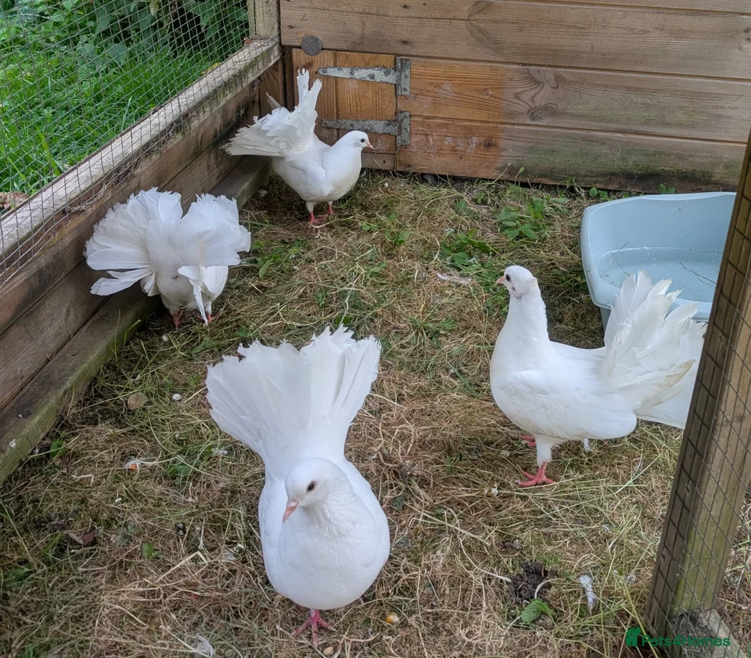 Pigeons birds for sale: Beautiful Pure White Fantail Doves  - Advert 1