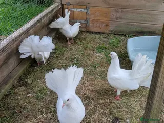 Pigeons birds Beautiful Pure White Fantail Doves - Advert 19