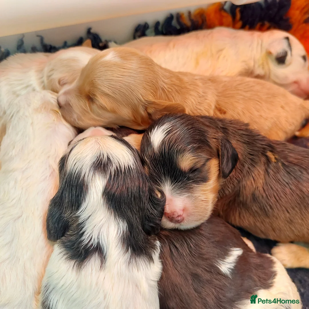 Cockapoo dogs for sale: Beautiful Cockapoos - pups reavailable  - Advert 1