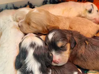 Cockapoo dogs Beautiful Cockapoos - pups reavailable - Advert 5