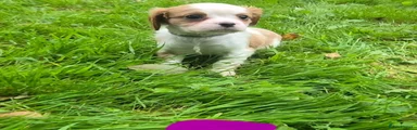 Cavalier King Charles Spaniel 7