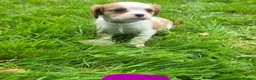 Cavalier King Charles Spaniel dogs for sale: Health Tested KCReg Cavalier King Charles Spaniel - Advert 6