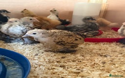 Chickens poultry for sale: 6 week old chicks for sale  - Image 5