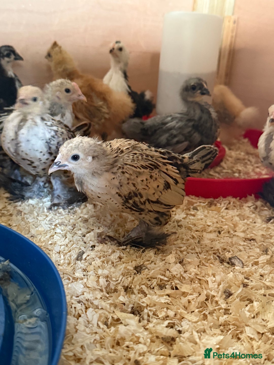 Chickens poultry for sale: 6 week old chicks for sale  - Image 5