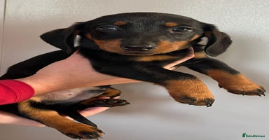 Dachshund dogs - Advert 7