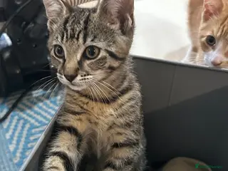 Bengal cats 3 bengal x British short hair kittens - Advert 4
