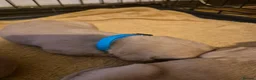 Labrador Retriever dogs for sale: Fox Red Labrador puppies  - Advert 9