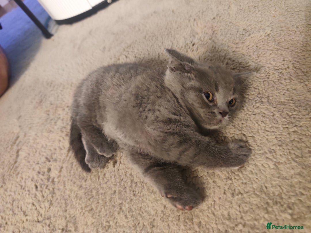 British Shorthair cats for sale: 🐾 4 Scottish Folds are looking loving homes ♥️💫 - Advert 15
