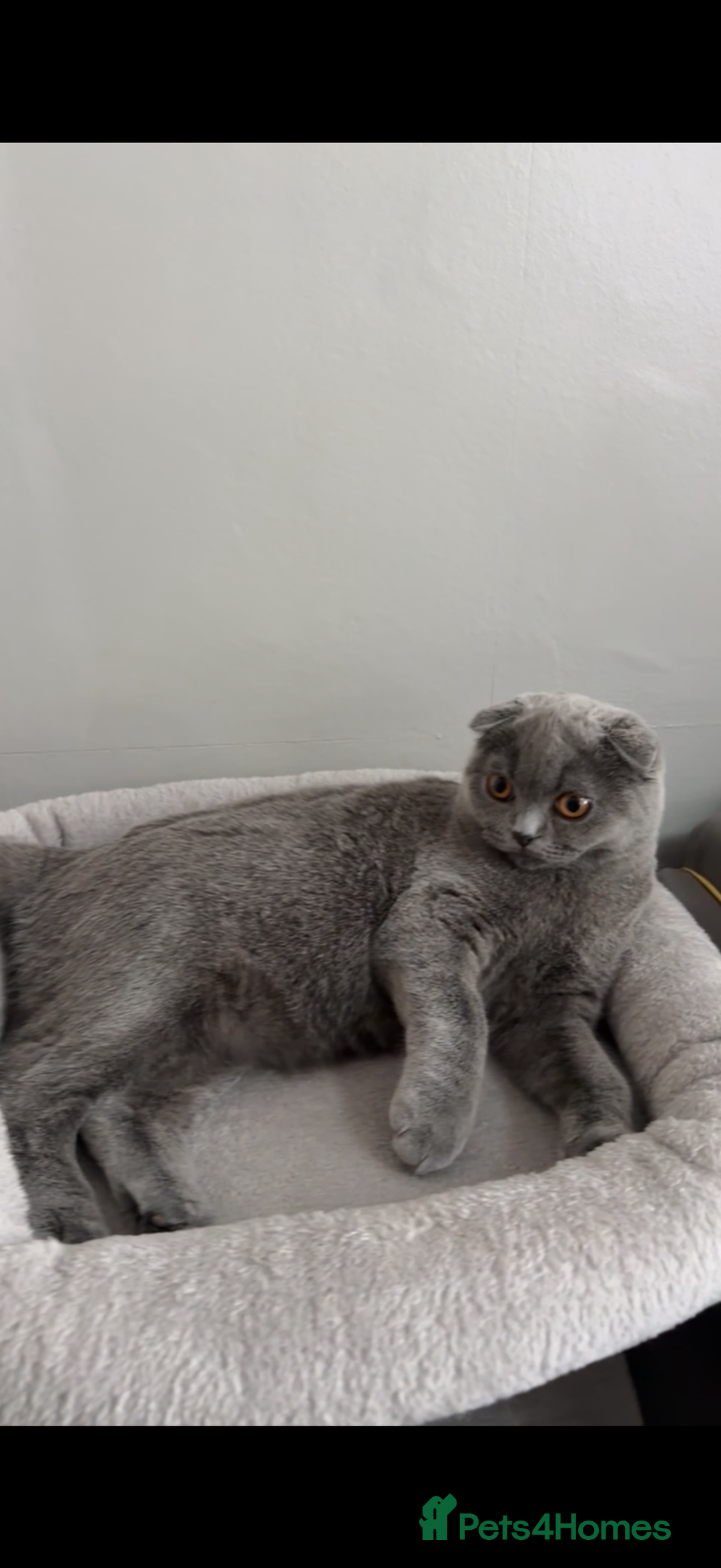 Scottish Fold cats for sale: Beautiful soft baby girl! - Advert 2