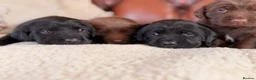 Cockerdor dogs for sale: Strong Chunky Cockerdor Puppies - Advert 9