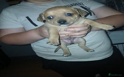 Mixed Breed dogs for sale: Jackawawas  - Image 18