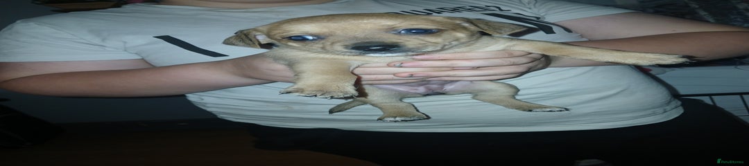 Mixed Breed Puppy 5