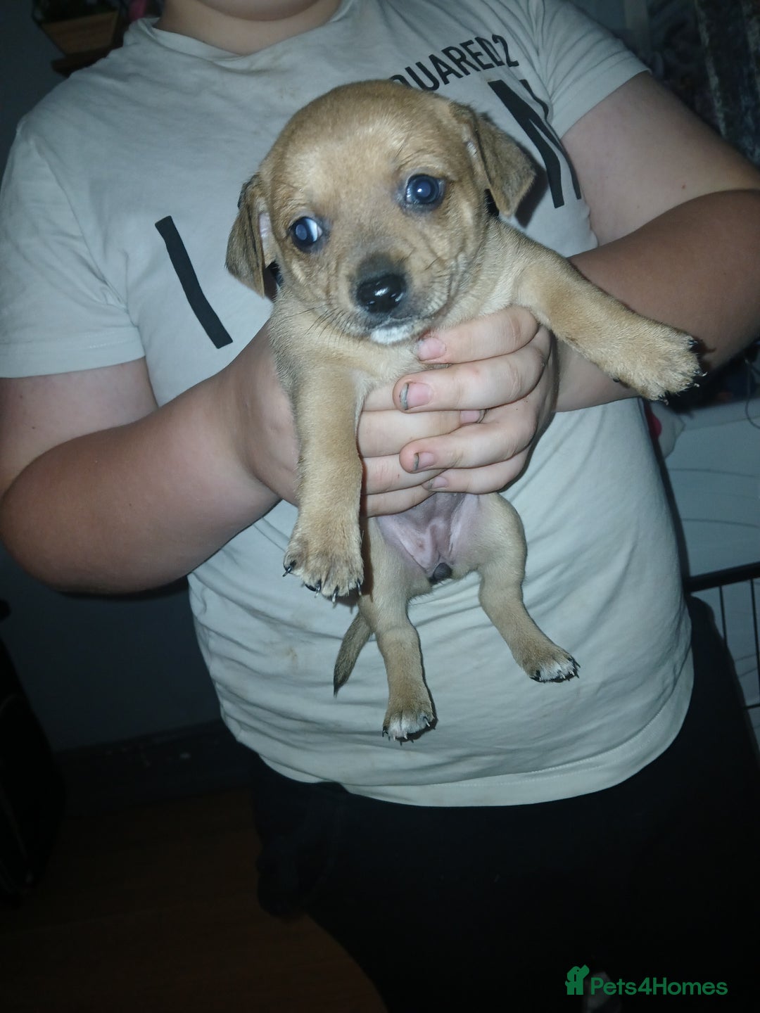 Mixed Breed dogs for sale: Jackawawas  - Image 18