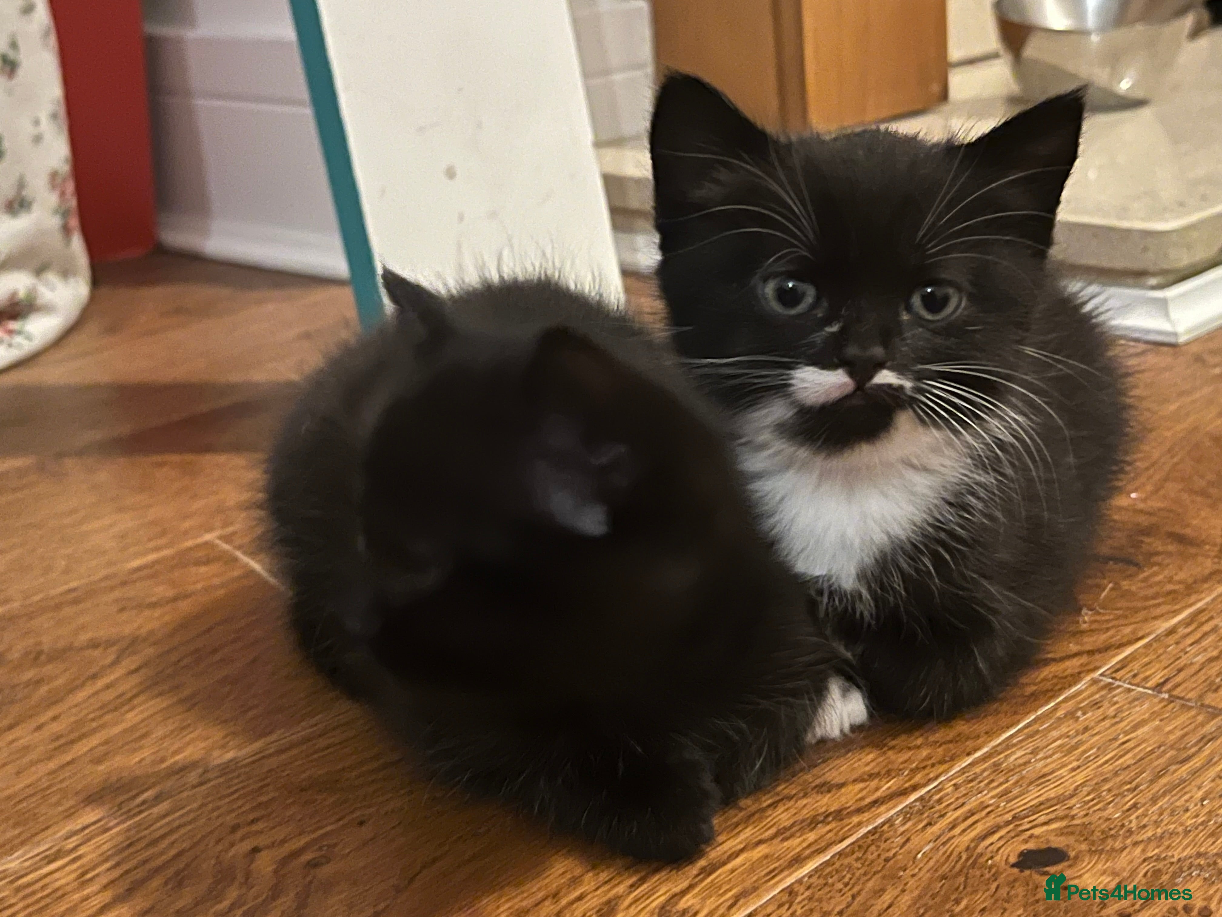 British Shorthair cats British Shorthair Cross Kittens - Advert 14