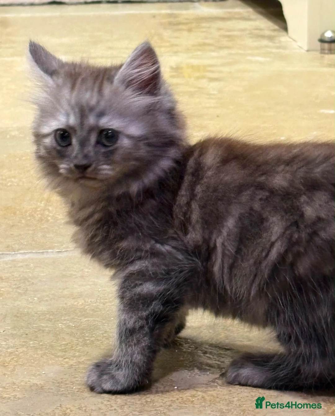 Mixed Breed cats for sale: 3 Dark grey mixed persian chinchilla kittens - Advert 1