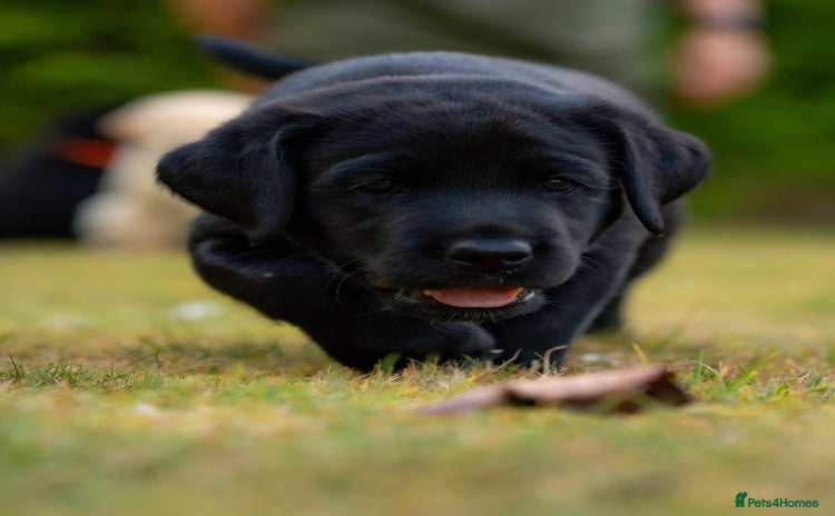 Labrador Retriever dogs - Advert 6