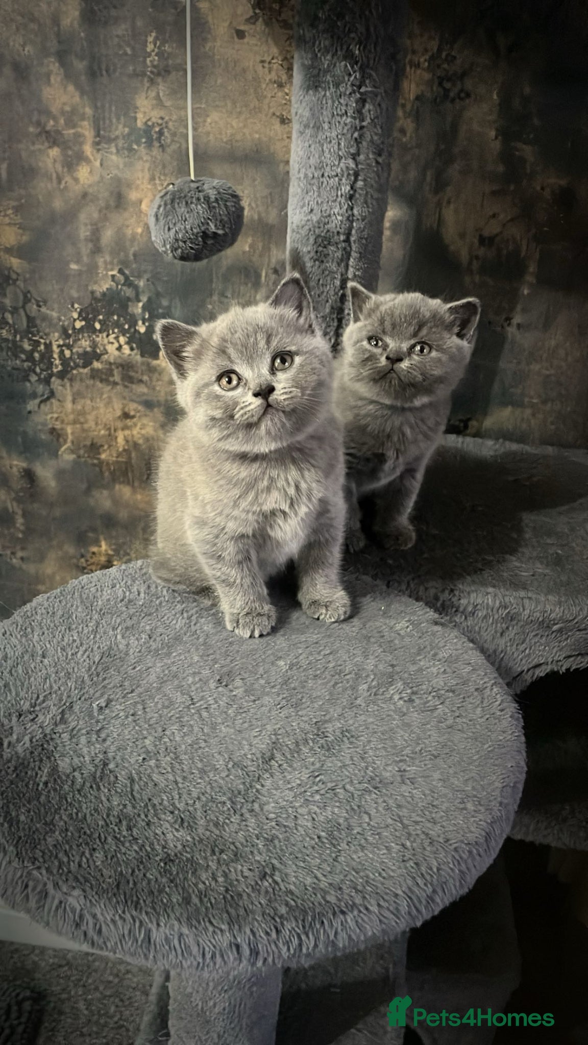 British Shorthair cats Beautiful British blues - Advert 1
