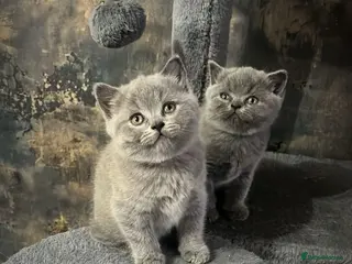 British Shorthair cats Beautiful British blues - Advert 1