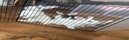Mini Lion Lop rabbits for sale: mini lop x lionhead  in Exeter - Advert 6