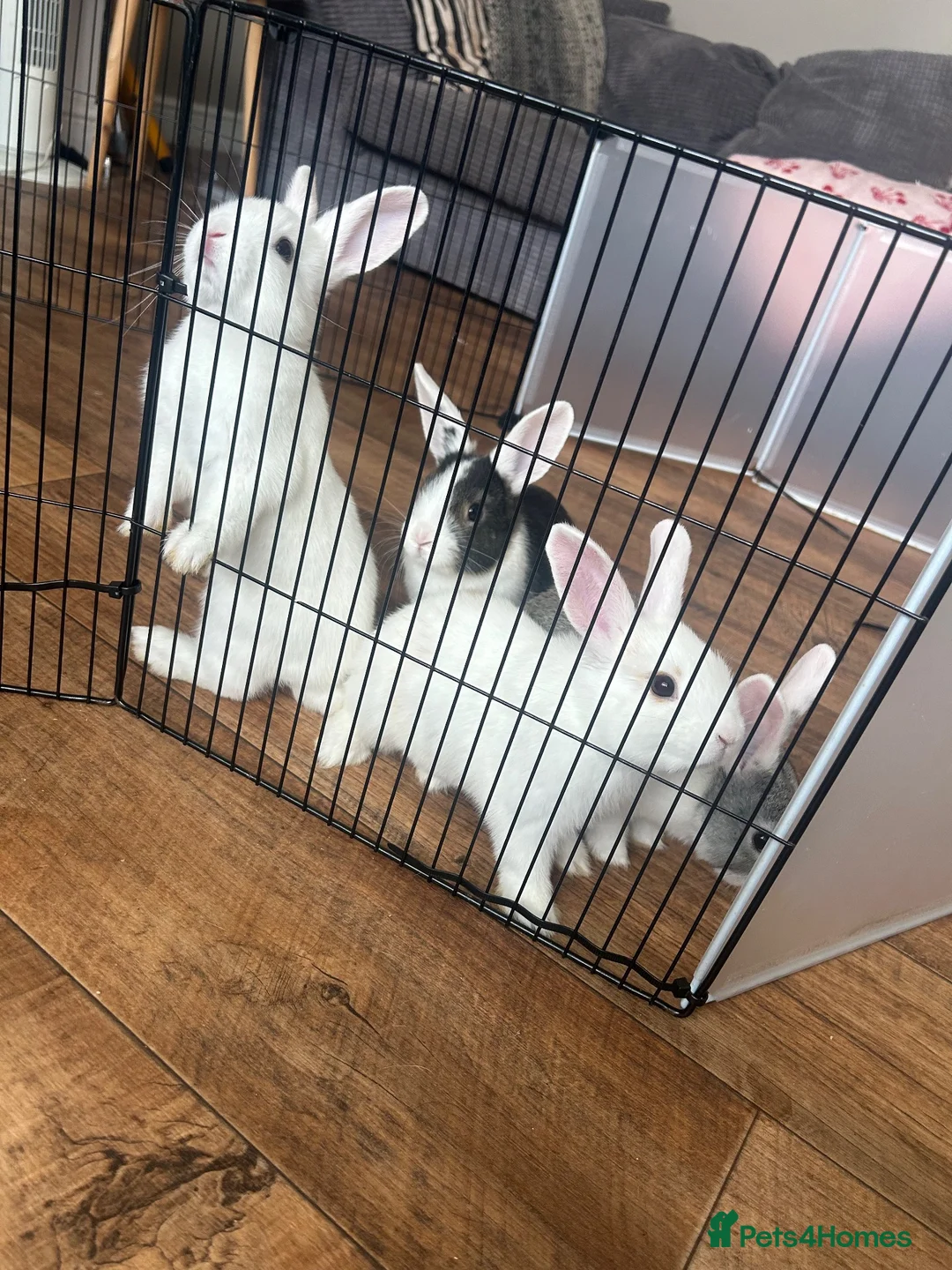 Mini Lion Lop rabbits for sale: mini lop x lionhead  in Exeter - Advert 6