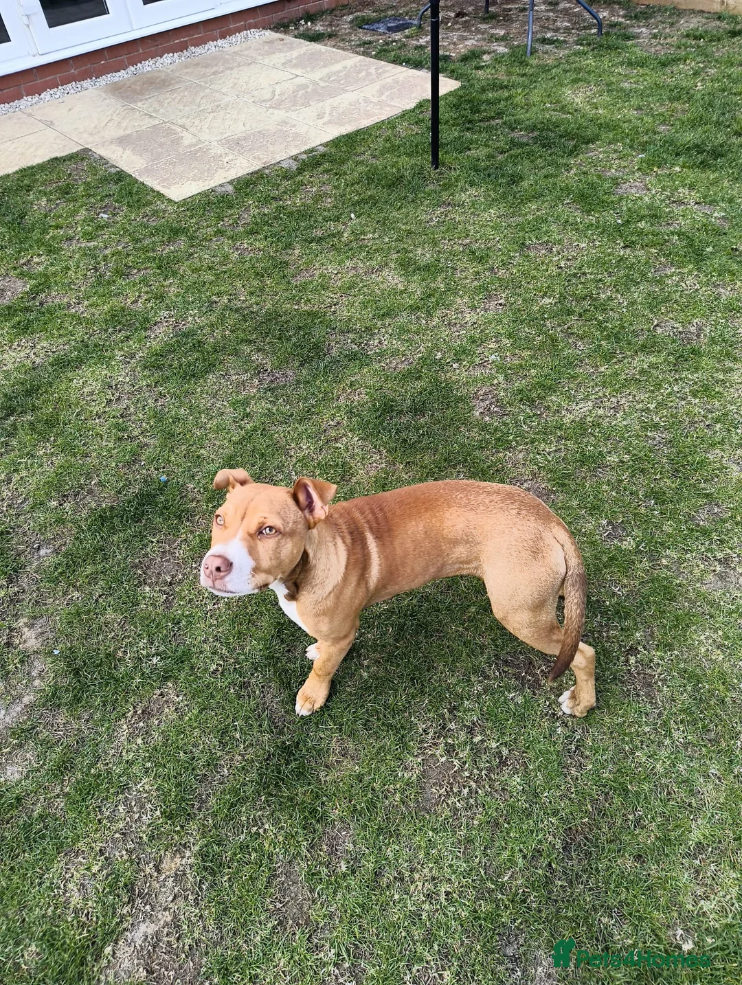Mixed Breed dogs for sale: Diego  in Nottingham - Advert 2