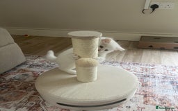 Turkish Angora cats for sale: Beautiful Turkish angora 12 weeks old - Image 4