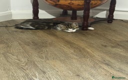 Mixed Breed cats for sale: Mixed breed Kittens  - Image 6