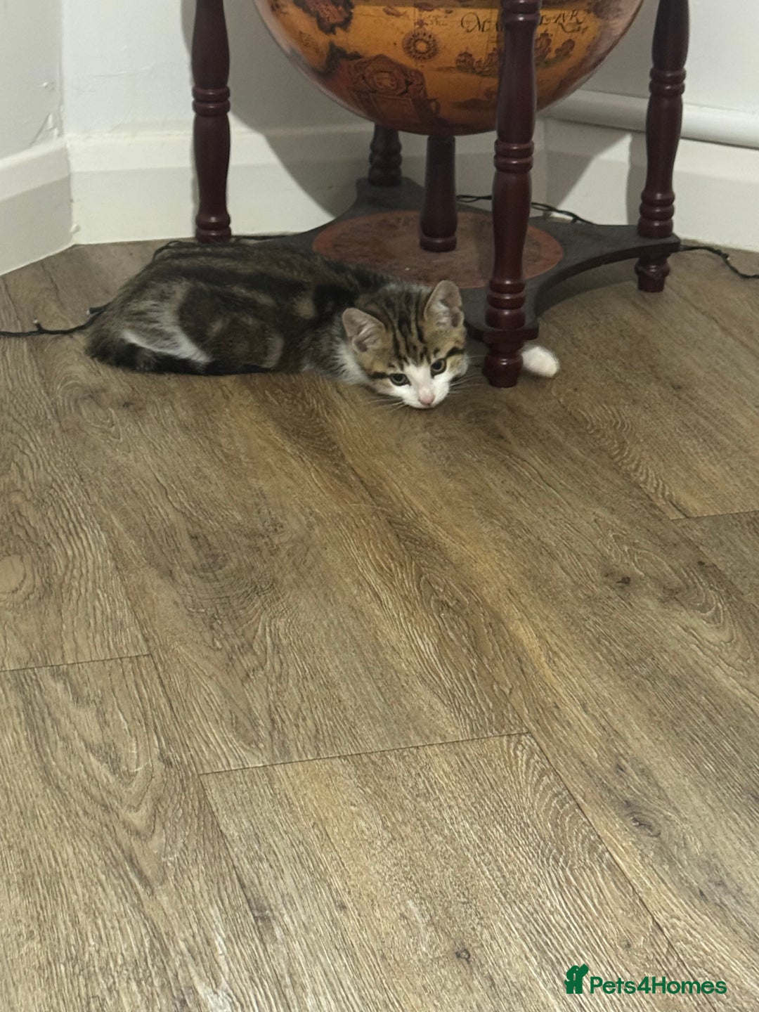 Mixed Breed cats for sale: Mixed breed Kittens  - Image 6