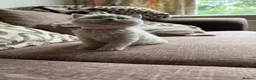 British Shorthair cats for sale: Chunky Lilac British Shorthair Kittens for sale!!! - Advert 17