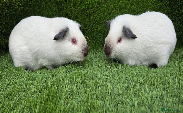 Guinea Pig rodents - Advert 1