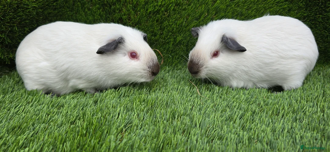 Guinea Pig rodents for sale: 2 Black Himalayans boars  - Advert 1