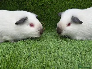 Guinea Pig rodents 2 Black Himalayans boars - Advert 1
