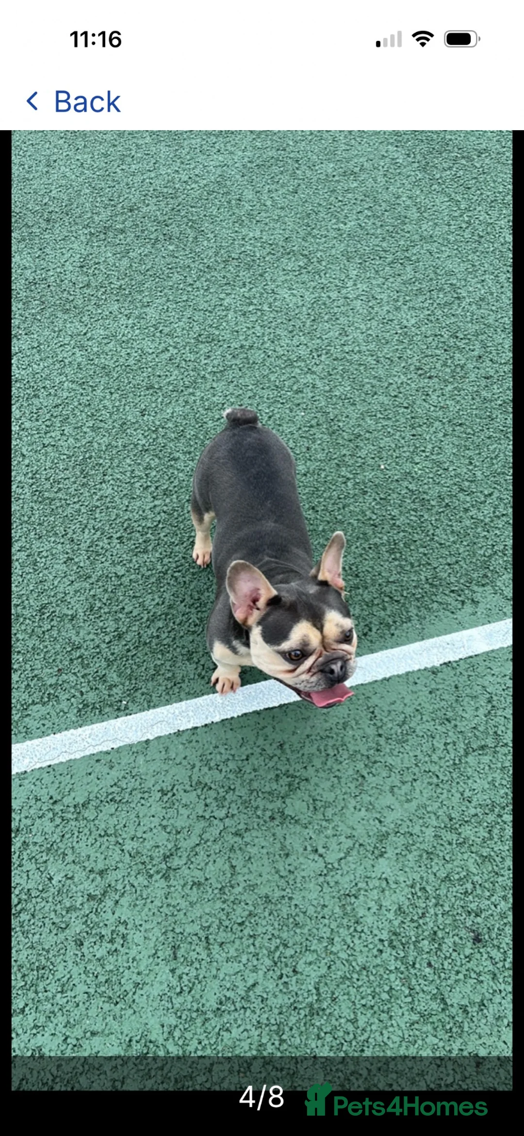 French Bulldog dogs for sale: Maud  - Advert 4